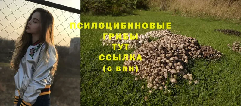 Псилоцибиновые грибы Psilocybine cubensis  где найти   маркетплейс формула  Порхов 